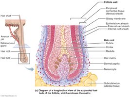 Longitudinal section of a hair follicle and bulb