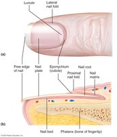 Anatomy of the human nail