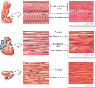 Microscopic comparison of skeletal, cardiac, and smooth muscle tissue