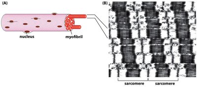 Sarcomere structure and striated pattern
