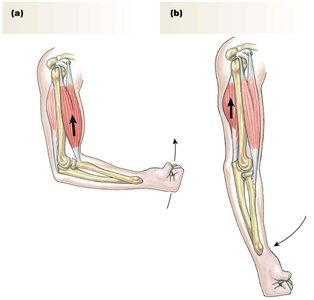 Flexion and extension by antagonistic muscles