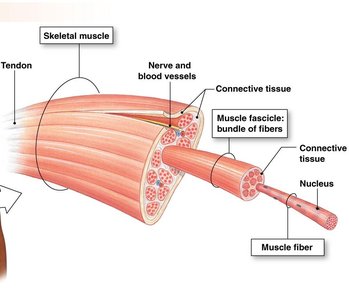 Skeletal muscle structure: fibers, fascicles, connective tissue