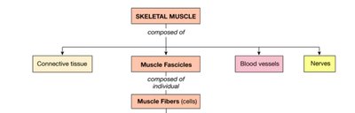 Skeletal muscle fiber diagram