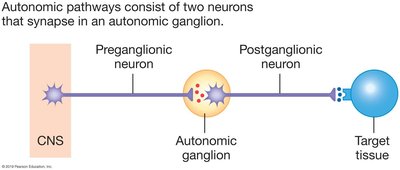 Autonomic pathway with ganglia