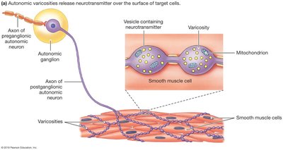 Autonomic varicosities releasing neurotransmitter