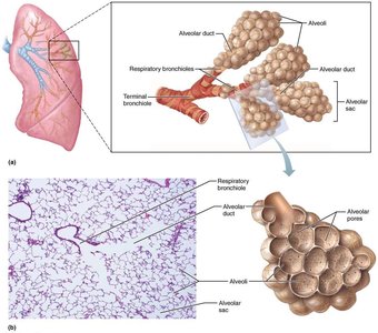Respiratory zone structures and alveoli
