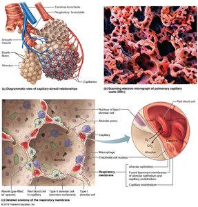 Capillary-alveoli relationships and respiratory membrane