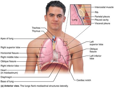 Anatomical relationships of organs in the thoracic cavity