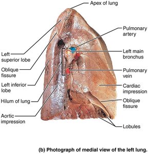 Medial view of the left lung