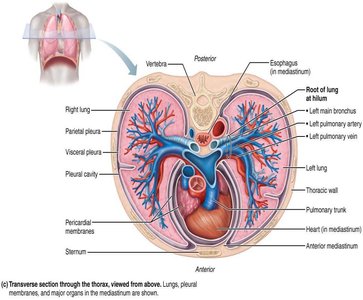 Transverse section through the thorax