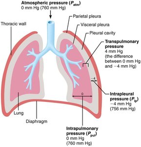 Pressure relationships in the lungs