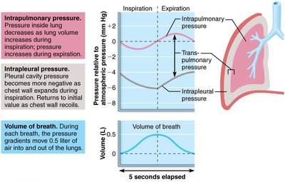 Changes in intrapulmonary and intrapleural pressures during inspiration and expiration