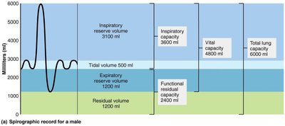 Spirographic record of respiratory volumes and capacities