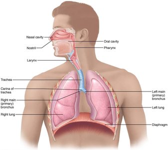 Major respiratory organs in relation to surrounding structures