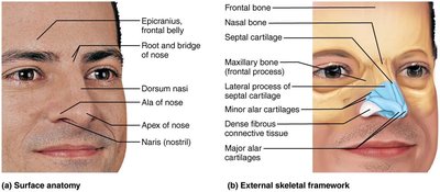 External skeletal framework of the nose