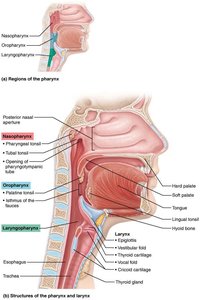 Regions of the pharynx and larynx