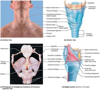 Cartilaginous framework of the larynx