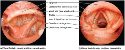 Vocal folds in closed and open positions
