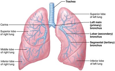 Bronchial tree and subdivisions