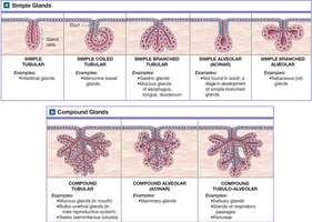 Diagram of simple and compound glands