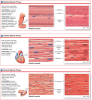 Histological images of skeletal, cardiac, and smooth muscle tissue