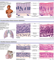 Histological images of epithelial tissues