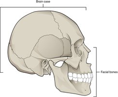 Major divisions of the skull: brain case and facial bones