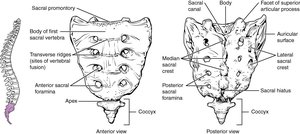 Anterior and posterior views of the sacrum and coccyx, showing major features