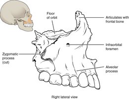 Right lateral view of the maxilla, showing the floor of orbit, infraorbital foramen, and alveolar process