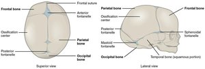 Superior and lateral views of the fetal skull, showing fontanelles and ossification centers