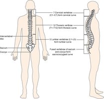 Regions of the vertebral column: cervical, thoracic, lumbar, sacrum, and coccyx