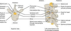General structure of a vertebra: body, vertebral arch, spinous process, transverse process, and articular processes