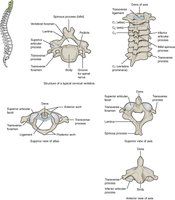 Cervical vertebrae, including atlas and axis, showing unique features