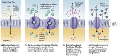 Types of passive membrane transport