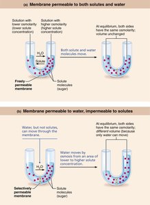 Effect of tonicity on red blood cells