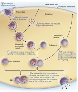 Comparison of three types of endocytosis