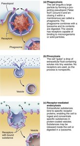 Role of K+ in generating resting membrane potential