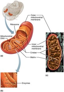 Mitochondrion structure