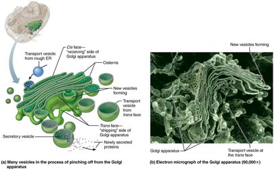 Golgi apparatus structure and function