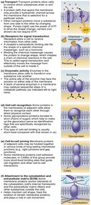 Membrane proteins and their functions