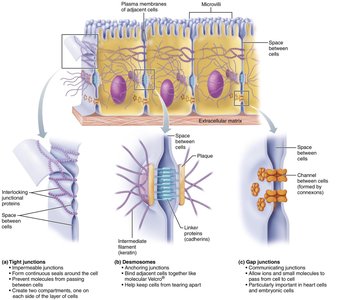 Types of cell junctions