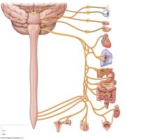 Anatomical Distribution of Parasympathetic Output