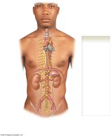 Peripheral Autonomic Plexuses