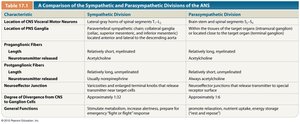 Comparison Table of Sympathetic and Parasympathetic Divisions