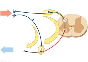 Visceral Reflexes Diagram