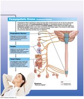 Parasympathetic Division Overview