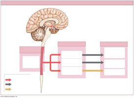 Organization of the Sympathetic Division