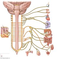 Sympathetic Collateral Ganglia Distribution