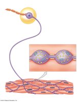 Sympathetic Postganglionic Nerve Endings