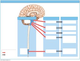 Organization of the Parasympathetic Division